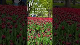 Part 1 #tulip #festival #ottawa #canada #red #flowers #may2024 #laniwonderwoman #lanibacalzo
