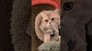 Everybody meow with Cash!!️
