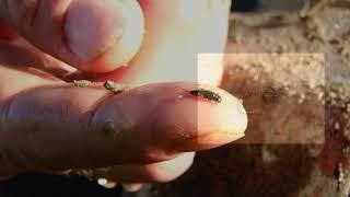 Warriors and Quiet Waters Virtual Fishing Experience- Entomology