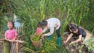 picking wild star fruit to sell and growing vegetables in the mother and daughter's garden