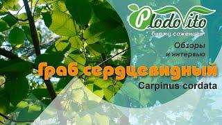 Граб сердцевидный I Carpinus cordata