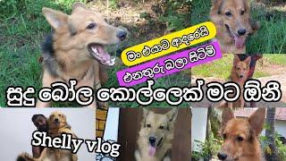 එනතුරු බලා සිටිමි....  | dog vlog | shelly vlog @shelly0518 #shelly #doglover #dog #pets