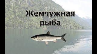 Русская Рыбалка 3.99 (Russian Fishing) Жемчужная рыба