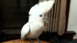 Попугай танцует под PSY \ Parrot dancing to PSY