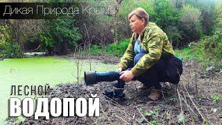 ЛЕСНОЙ ВОДОПОЙ / Один день из жизни фотꝎхотника..