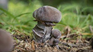 Black Velvet Boletes (Tylopilus alboater)