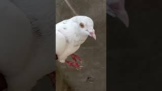 Low flyer kabootar  #pigeon #ustadranatayyab #kabootar #lowflyer