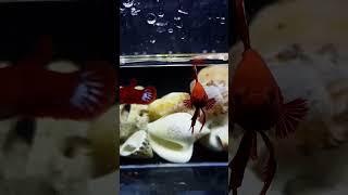 Hellboy star tail ️️️️️adult size #aquarium #betta #hell #hellboy #silverado  #star #tail
