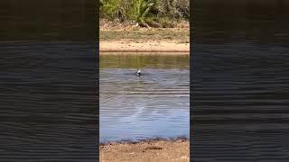 Clash of Predators: Jaguar’s Skillful Attack on Caiman in Water