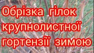 ОБРІЗКА  КРУПНОЛИСТНОЇ ГОРТЕНЗІЇ  ЗИМОЮ #гортенземанка