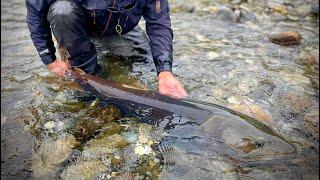 River Wolf Mongolian Taimen