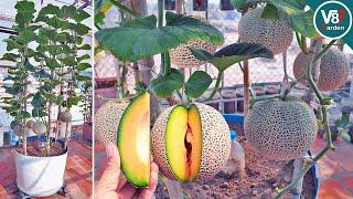 How to Grow Melon in Container Using Kitchen Waste