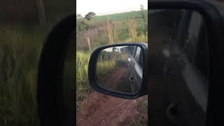 Imprecionante Sucuri Gigante Ataca o Carro do Fazendeiro