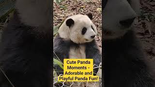 Cute Panda Moments - Adorable and Playful Panda Fun! #CutePanda #AdorablePanda #PlayfulPanda #Panda