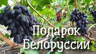 Подарок Белорусии - перспективная новинка