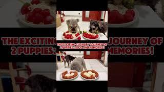 The Exciting Culinary Journey of 2 Puppies: Food and Memories!