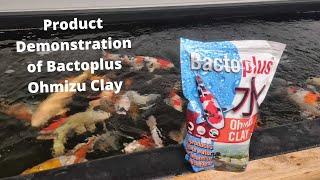 Elite Koi Product Demonstration of Bactoplus Ohmizu Clay