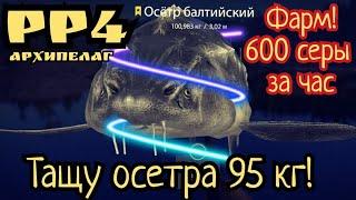 РР4. Фарм 600 серы за час на Ладожском Архипелаге. Осетр Балтийский 95 кг!