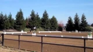 Klickitat PRE Stallion
