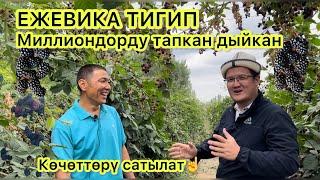 ЕЖЕМАЛИНА || ежевика тигип МИЛЛИОНДОРДУ тапкап ишкер | көчөттөрү сатылат