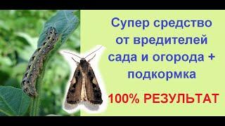 Борьба с вредителями на огороде// Совка// Зеленая гусеница