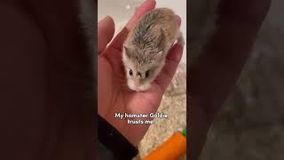 Hamster Check  : does your hamster trust you? #hamster #trustcheck #roboham #roborovski