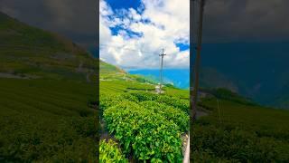 Eryanping Trail #shortsvideo #shortvideo #shorts #short #alishan #trail #trailer #trailers #sun