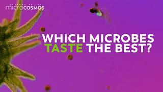 The Microcosmos Team Answers Your Questions