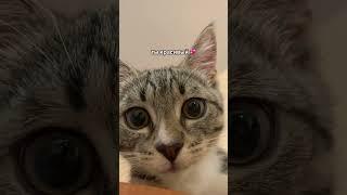 #рек #коты #смешныекоты #гороскоп #гороскопнакаждыйдень #гороскопнанеделю #рекомендации #котенок