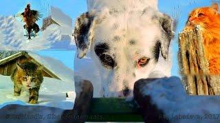 Snow dog Аliens invaded in Koshlandia Снежный пёс Пришелец вторгся в Кошляндию