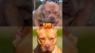 Bull dog VS Pitbull __Bull terrier VS German shepherd #dog #youtubeshorts