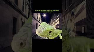 gnarly ~ yoink!  #surfsupcali #iguana #floridaeverglades #1am