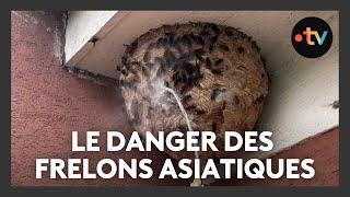 Frelons asiatiques : une invasion fulgurante en Alsace, plusieurs dizaines de nids détruits en un an