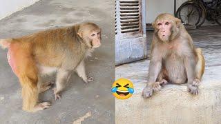 रानी फनी विडियो ।। Rani Funny Activity ।।