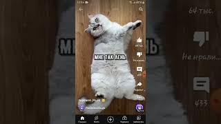 Пирожок #shorts #cat #cats #nedzvedskaya