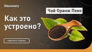 Чай Оранж Пеко | Как это устроено | Discovery