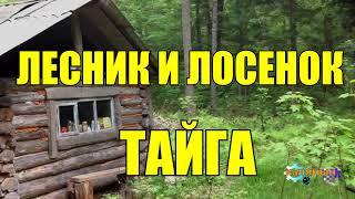 ЖИЗНЬ В ТАЙГЕ | ЛЕСНИК И ЛОСЕНОК