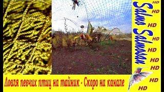 Ловля певчих птиц на тайник - Скоро на канале