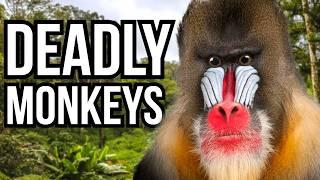 Ranking 5 Of The Deadliest Monkeys In The World From Least Deadly To Deadliest