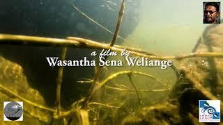 පුංචි පුංචි මාලු පැටව්