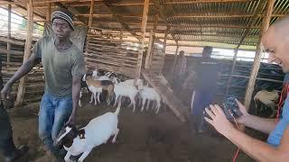How i made my first 40 millions through goats farming...patience and management