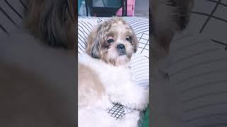 Coco the ShihTzu  #shorts #pets #dogs #doglover #cute #furbaby #shihtzu #shihtzulife