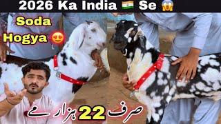 Aslam Goat Farm 2026 Ka Nasli Bacha La Aya  Mandi Se Bhe Sasta Janwer || Bakra Mandi 2025