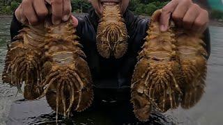 CATCH & COOK Slipper Lobster or Kupapa! 