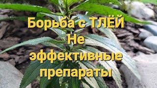 Борьба с ТЛЁЙ. Эффективные и неэффективные препараты.