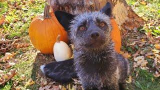 Wild Wemsie (Emmie fox) eats her pumpkin 