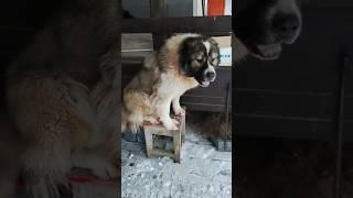 Кавказец на табуретке #animal #dog #doglover