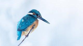 Common Kingfisher on crispy cold winter days in Estonia | Northern Wildlife