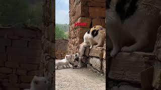 Puppy is part of cat family ️