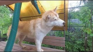 Груминг хаски Вегаса ( уход за шерстью, экспресс - линька ) / Grooming husky (express molt )